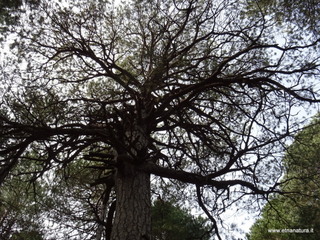 ppinazzu-25-10-2020 10